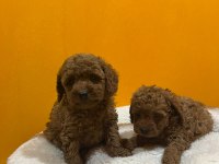 Mini Poodle Yavrularımız Yeni Yuvalarını Arıyor