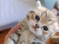 1Tane British Longhair