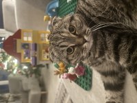 Scottish fold minnoşa yuva