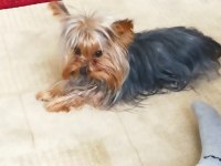 Özel sebeplerden dolayı yorkshire terrier