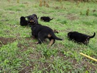 KIF onaylı A SCRli rottweiler yavrular