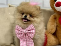 Mini teddy bear pomeranian boo