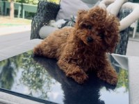 6 aylık 1200 gr tea cuo kore poodle yavrumuz