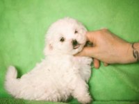 kore maltese a class