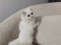 British longhair bebek