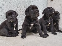 Çipli ve şecereli cane corso yavrularımız