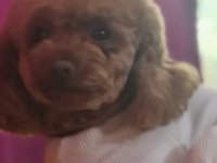 Poodle kızımız