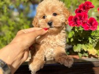 ORJİNAL GÜLER YÜZLÜ MALTİPOO YAVRUM