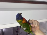 El besleme 2 aylık bebek lori papağanı