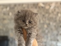 BEBEK YÜZ BRITISH LONGHAIR YAVRULARIM 