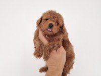 RED BROWN ERKEK LEKESİZ TOY POODLE GARANTİLİ
