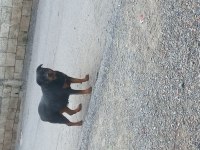 Koca kafa Macar rottweiler yavrular sahiplendirilecektir