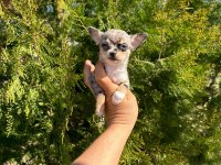 Şivava (chihuahua)