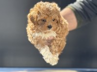 Ankaranın en seçkin maltipoo yavruları petmode den