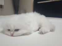 Scottish fold dişi yavru