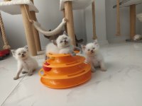 Bluepoint British Shorthair Yavruları A Kalite