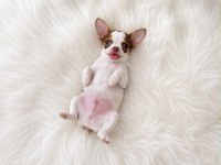 WC eğitimli mini boy chihuahua
