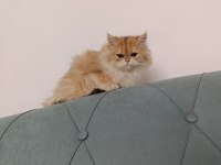 Güzel Tıp Orange British Longhair