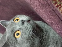 1.5 Yaşında Dişi Kısır British Shorthair