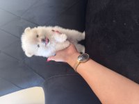 Alanya Pomeranian Boo Köpeğimiz