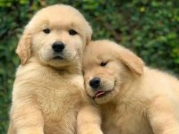 Golden Retriever Adrese Teslim Kapıda Ödeme Yapabilirsiniz