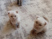 2 aylık miniklerimiz yuva arıyor safkan anne babadan olma