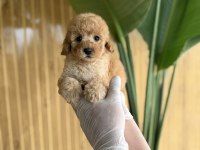POODLE REFERANS YAVRULAR