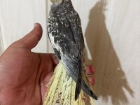 63 GÜNLÜK FULL EVCİL KUSURSUZ SULTAN PAPAĞANI BEBEK