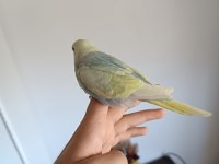 Ele alıştırmalık yeni sahibini bekleyen 3 kardeş yavru