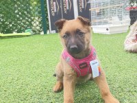 2.5 Aylık Malinois Tuvalet Eğitimi Var Agrasifliği Yoktur
