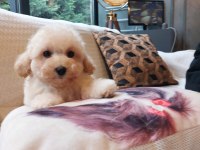 Akıllı ve Tüy Dökmeyen Karakteriyle Maltipoo Yavrusu