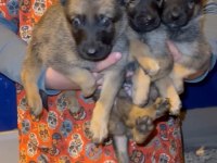 Safkan Belçika Malinois Yavrular