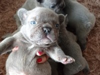 Muhteşem kaliteli blue french bulldog yavrumuz