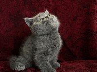 Cüce british shorthair bebek yeni yuvasına gitmeye hazır