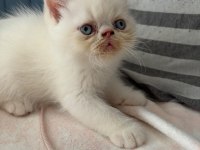 Show kalite ırk garantili bebek kedimiz
