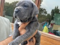 Üretim çiftliğimizden Üst kalite Cane Corso yavrular