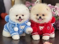 OYUNCAK GİBİ HİBİ 2 AYICIK POMERANİAN BOO