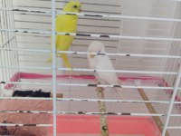 İki kardeş ikisi de satılık kız ve erkek muhabbet kuşu