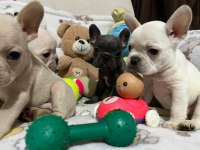 French bulldog yavrularımız yeni ailesi olmak ister misin