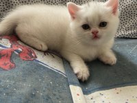 Acil Uygun Puanlı Dişi British Shorthair Yavru