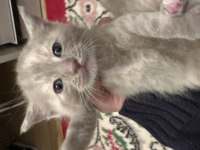 British shorthair yavruları ücretsiz sahiplendirilecektir