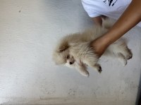 Pomeranian Boo 2 aylık dişi