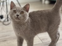 British Shorthair Mama Karşılığı Sahiplendirme