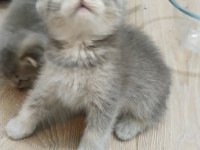 SAF IRK SCOTTİSH VE BRİTİSH BEBEK YAVRU KEDİCİKLER
