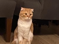 Scottish fold cins kedimizi sahiplendirme
