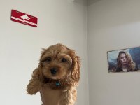 Minyatür Maltipoo Yavrumuz