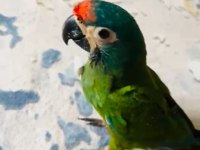Muhteşem ton ve güzellikte cüce macaw papağanı