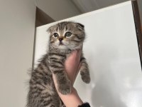 Scottish Fold Kedisi Bebek