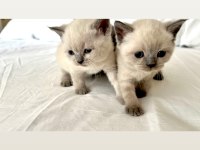 Blue point ve british shorthair
