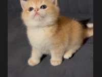GOLDEN NY 12 SAFKAN AYI SURAT KALIN PATİ KEDİMİZ